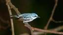 Recovery: Farm Bill Provides Hope for the Cerulean Warbler