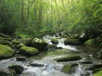 Removal of Illegally Introduced and Missed Rainbow Trout from Lynn Camp Prong, Great Smoky Mountain National Park, Tennessee