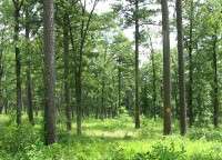 Interior Highland Shortleaf Pine Initiative