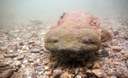 Northeast States Release Report on Hellbender Distribution