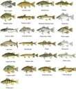 Alabama Statewide Fish IBI