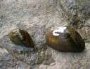Snuffbox mussesl which were recently listed as endangered by the U.S. Fish and Wildlife Service.
