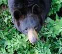 Smallest of the three bears species found in North America