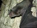 The grey bat is an endangered species that lives in caves year-round.