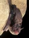 The Indiana bat is an endangered species that is found over most of the eastern half of the United States.
