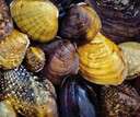 Due to their long lifespan and sensitivity to degradation, freshwater mussels are increasingly valued for tracking status and trends of the health of inland waters.