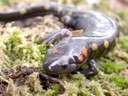 There are more species of Salamanders in the Appalachians, include endemics, than anywhere else on the planet.