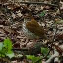 Wood Thrush breeds in the deciduous forests of eastern North America.  They are experiencing population declines due to degradation of habitat.