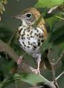Wood Thrush breeds in the deciduous forests of eastern North America.  They are experiencing population declines due to degradation of habitat.